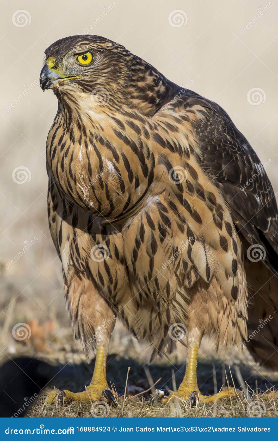 close-up of a young northern goshawk, accipiter gentilis