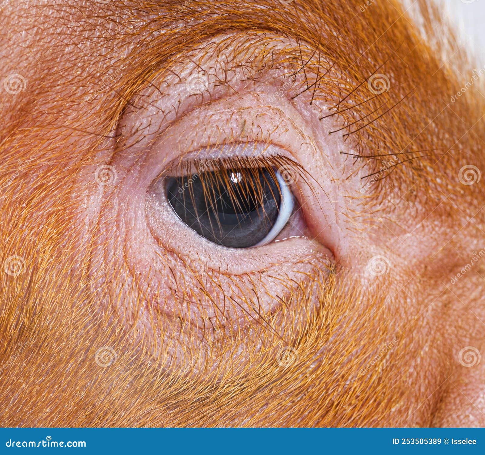 close-up on a young pig eye and eyelashes mixedbreed