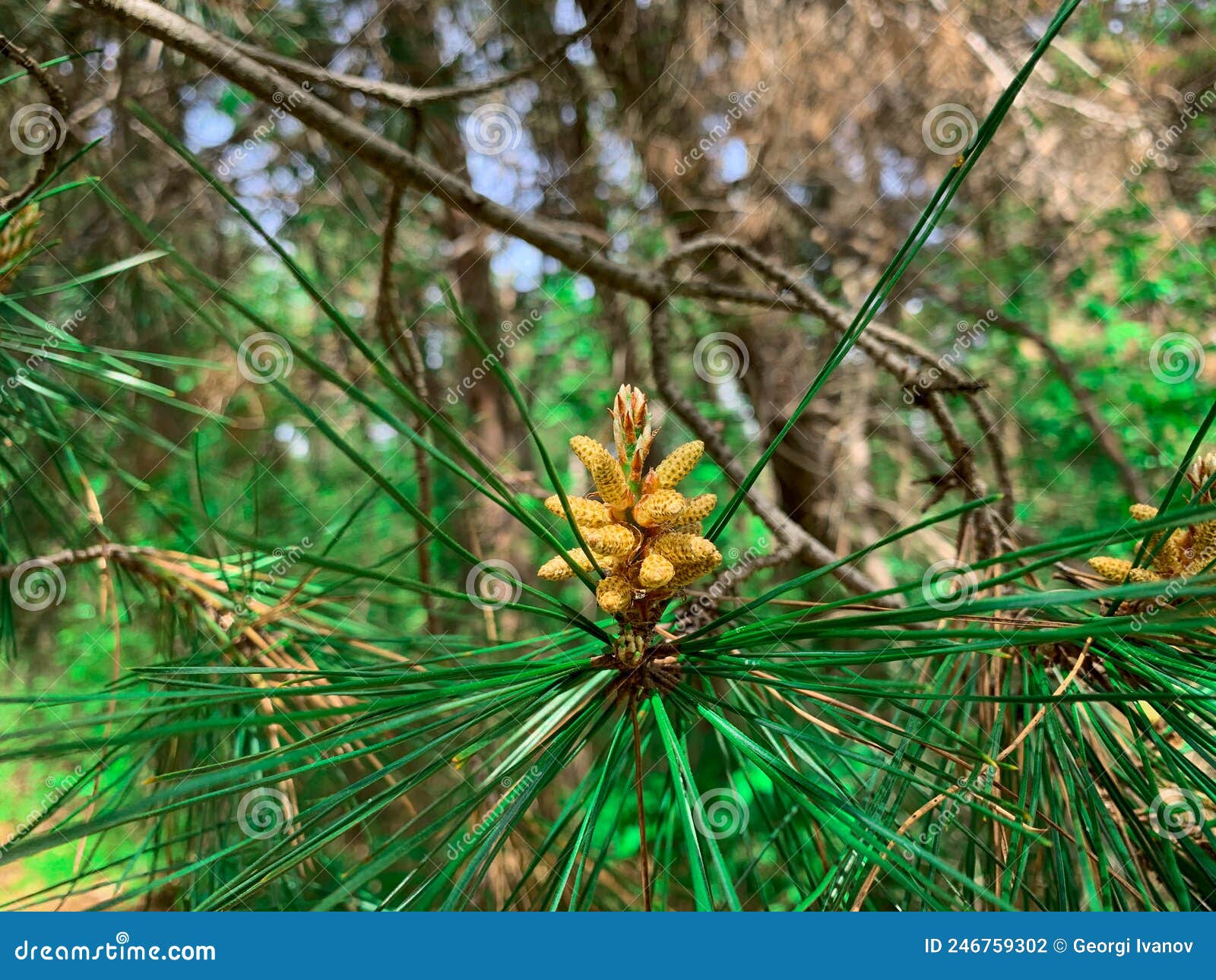 Close Up Young Pine Cone Sprout Stock Photo Image of focus, cone