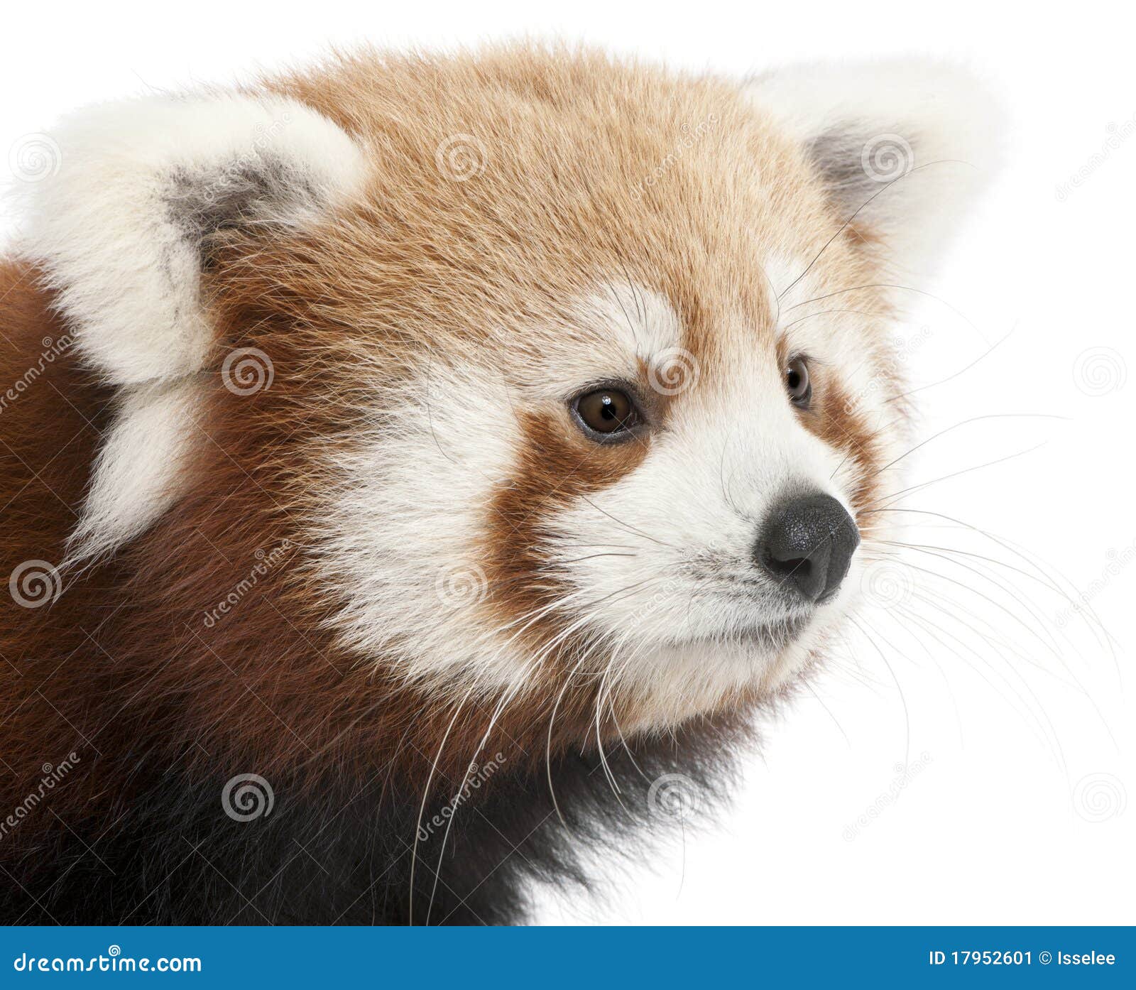 Høj eksponering Grænseværdi Kreta Close-up of Young Red Panda or Shining Cat Stock Image - Image of side,  cute: 17952601