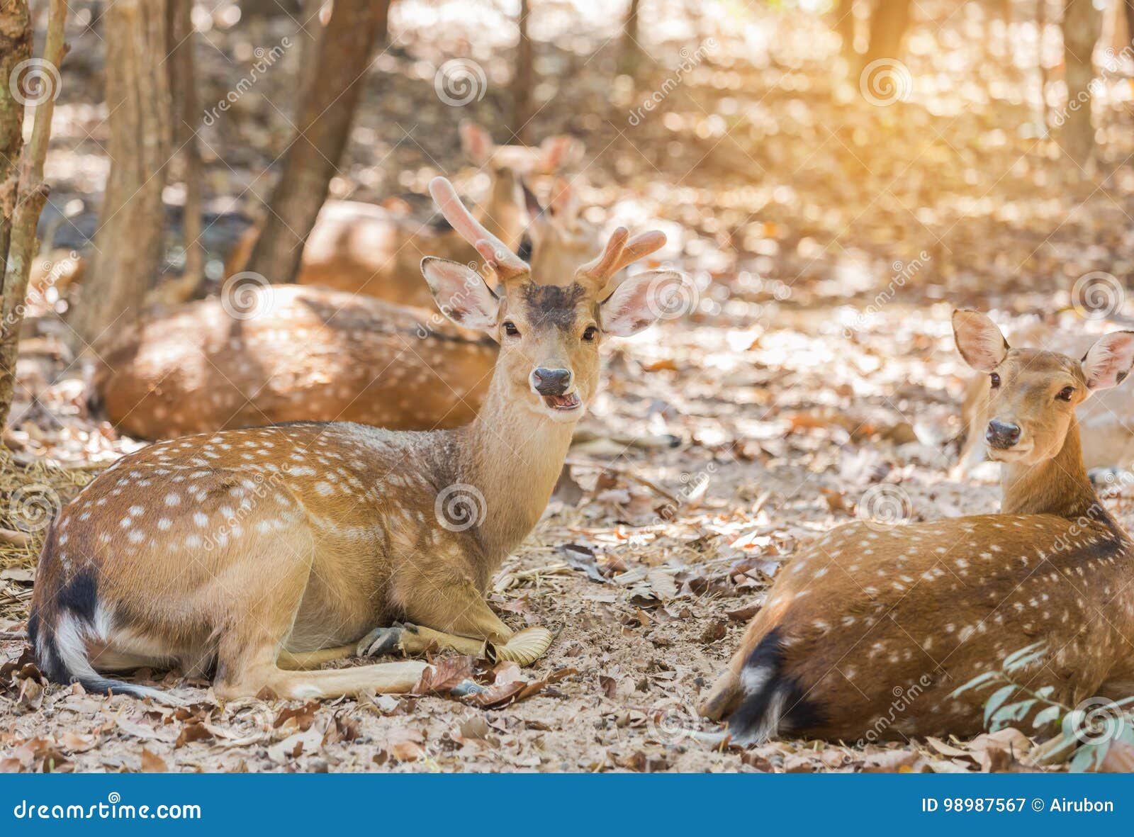 close up young sika deers or spotted deers or japanese deers cervus nippon