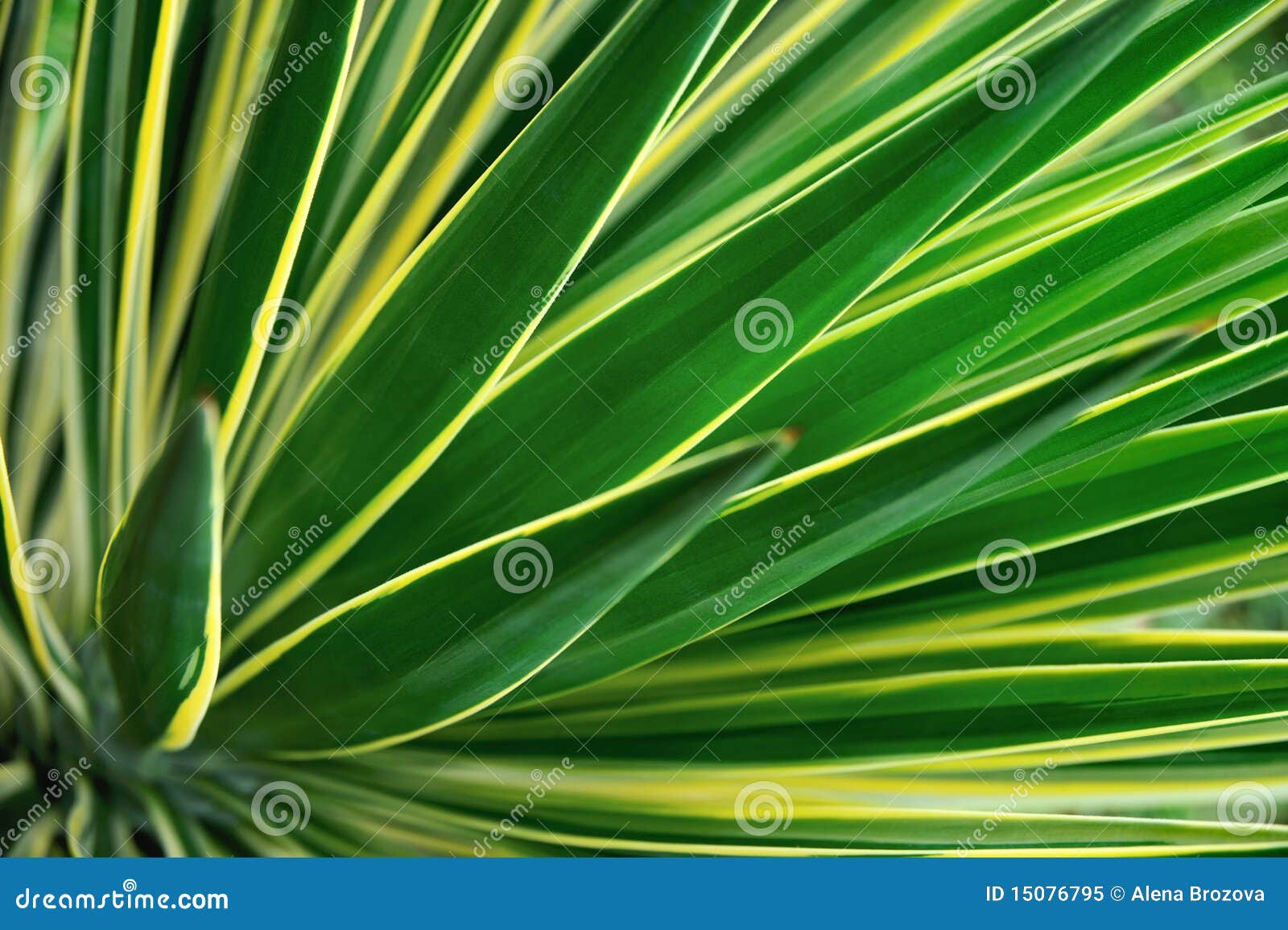 close up of yucca