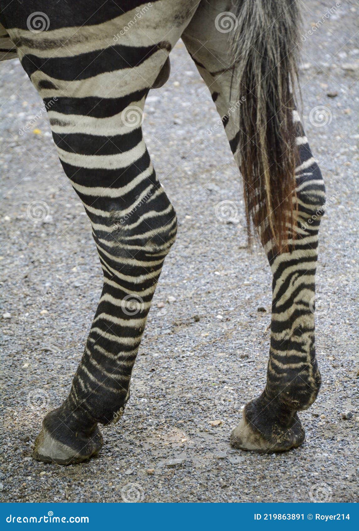 Zebra Legs stock image. Image of zebra, body, back, animal - 219863891