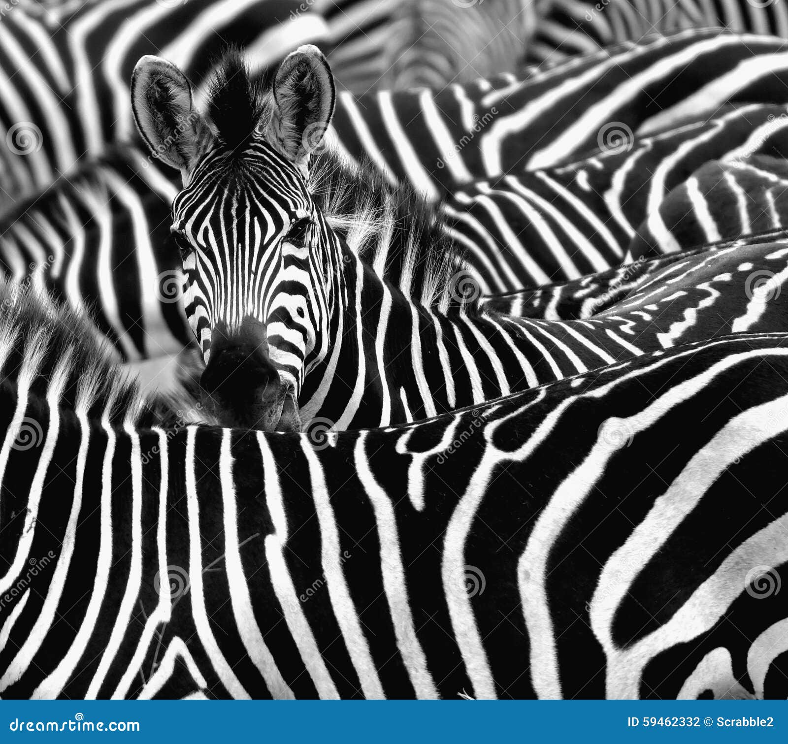 close up from a zebra surrounded with his herd