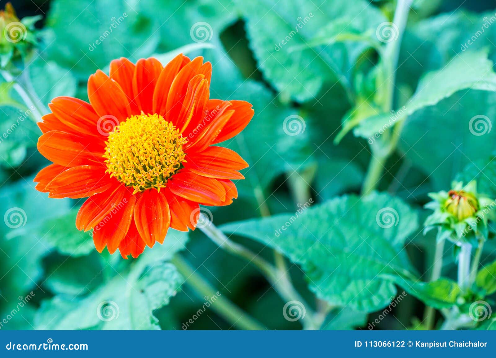 images Flower Background Wallpaper Nature Images https www dreamstime com close up zinnia dahlia flower background wallpaper nature vivid color backdrop image copy space illustration article image113066122
