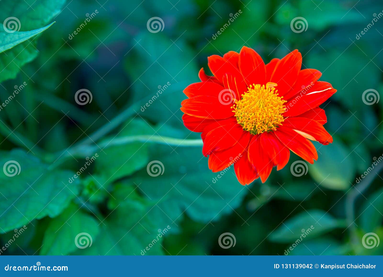 photo Flower Background Wallpaper Nature Images https www dreamstime com close up zinnia dahlia flower background wallpaper nature vivid color backdrop image copy space illustration article image131139042