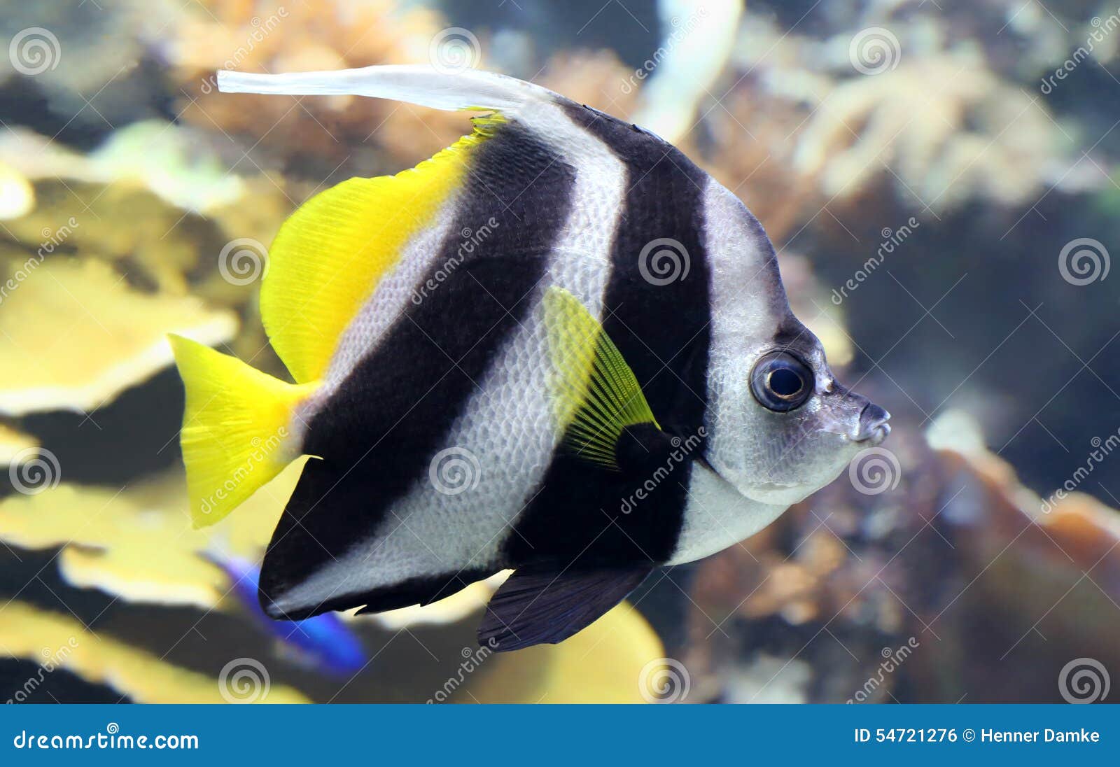 Close-upmening van een Wimpel coralfish (Heniochus-acuminatus)