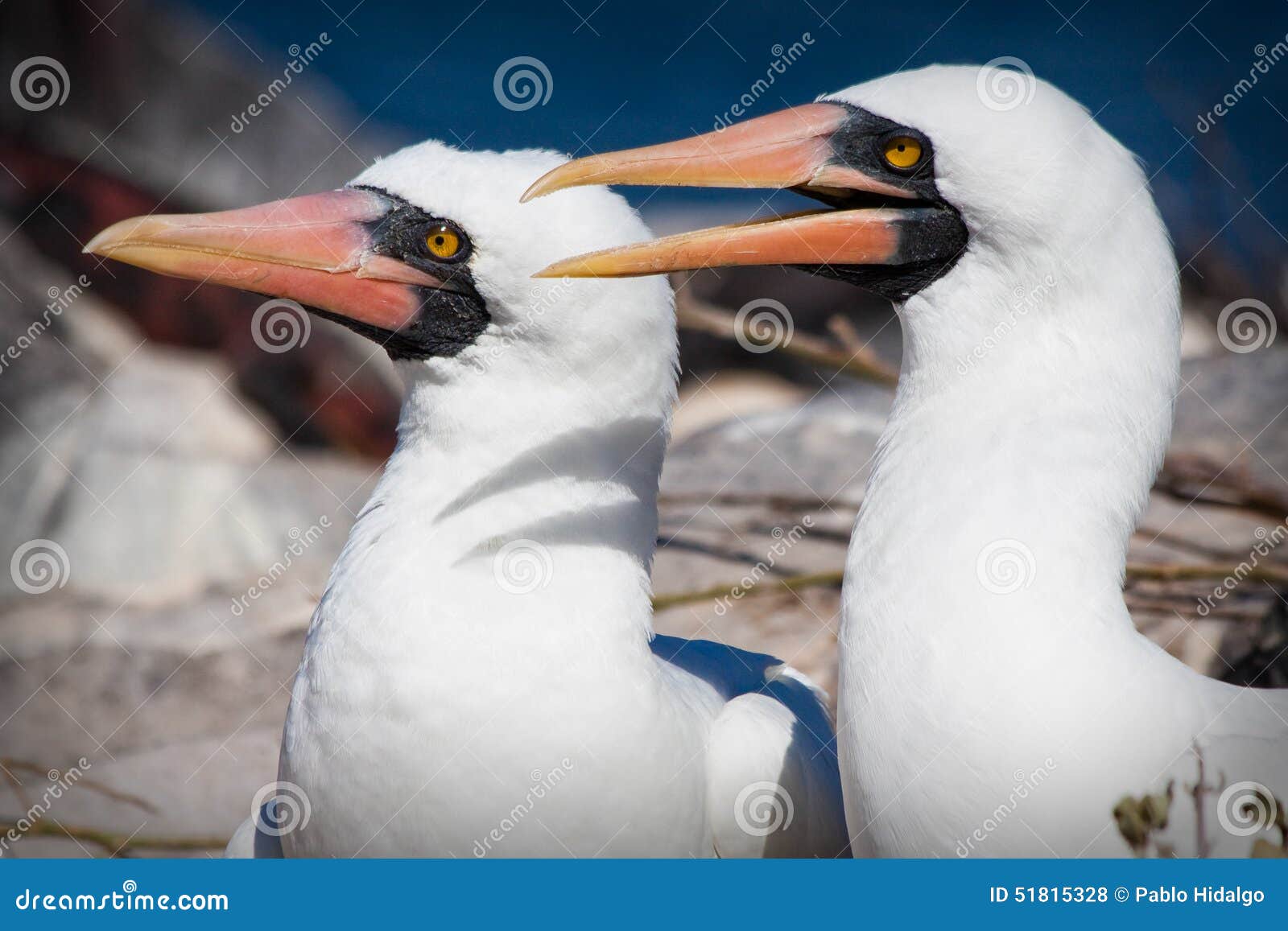 Close-upportret van twee gemaskeerde domoren in de Eilanden van de Galapagos, Ecuador