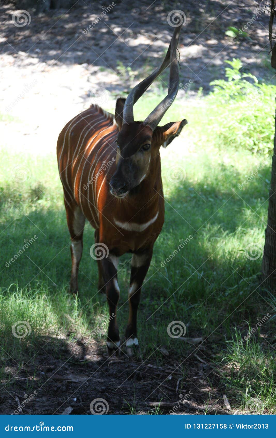 Bongo stock photo. Image of outdoor, mammal, african 131227158