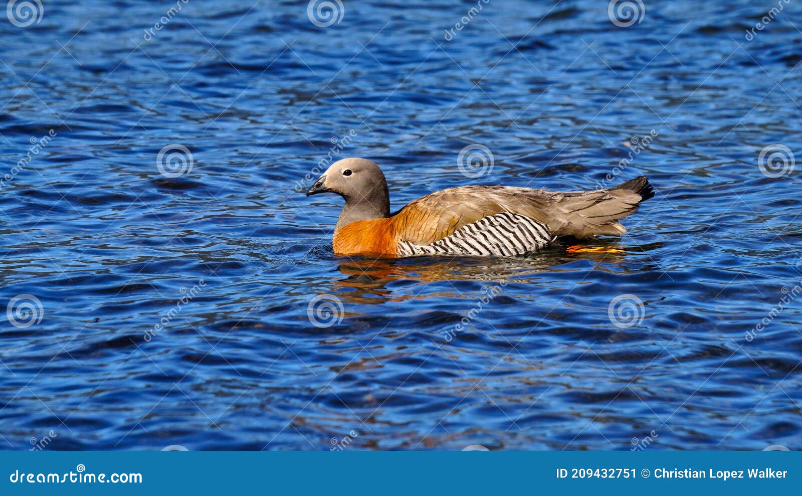 ashy-headed goose in a lake