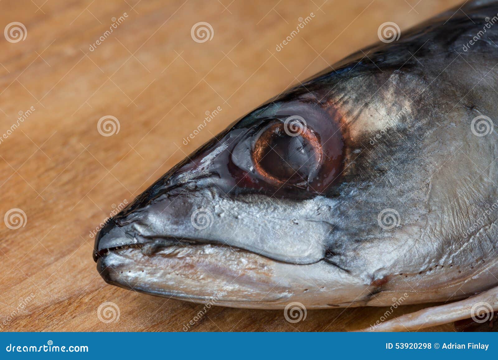 Close View of Atlantic Mackerel with Main Focus on Eye Stock Photo