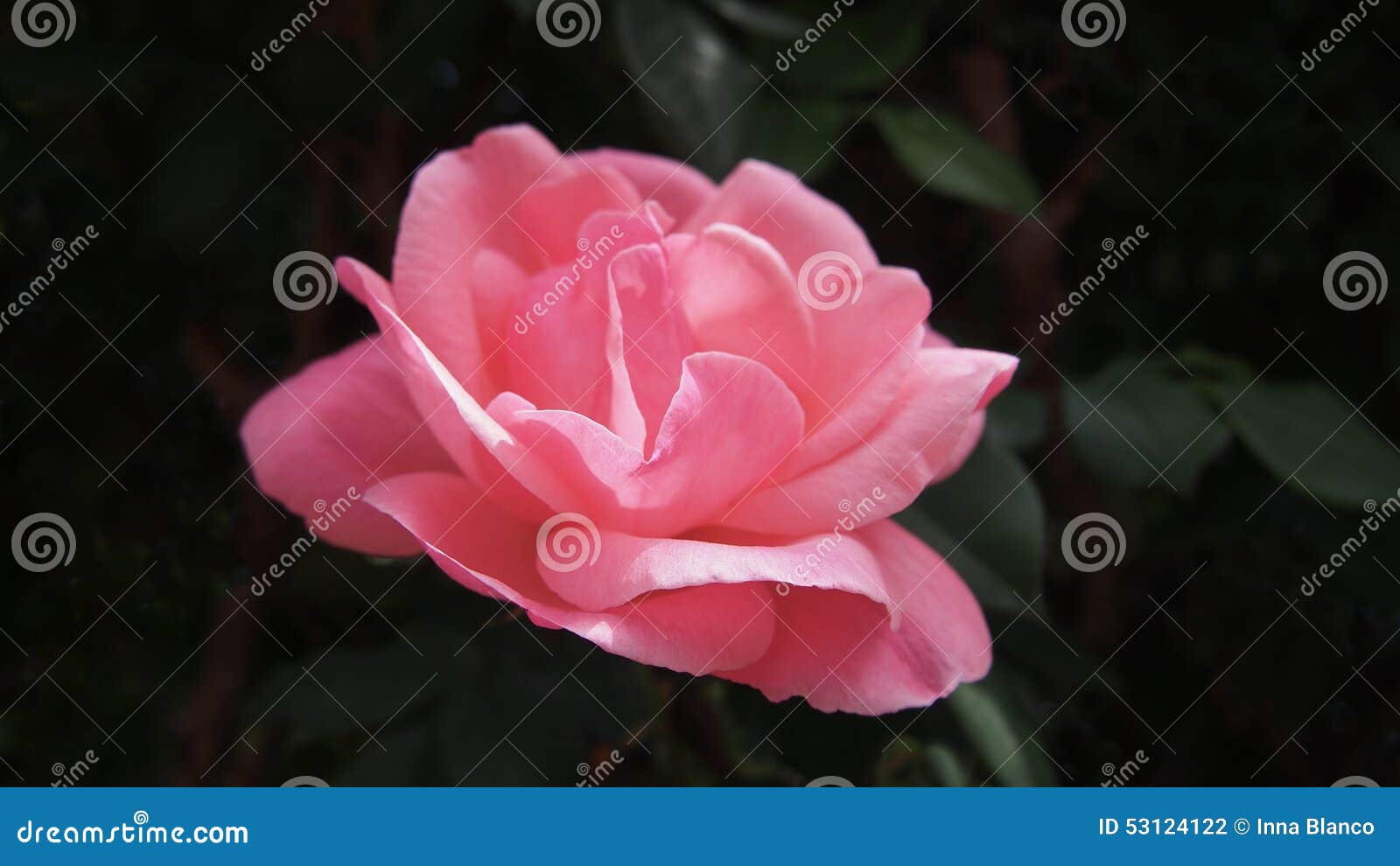 Close View of Beautiful Spanish Rose Flower, Spain Stock Photo Image