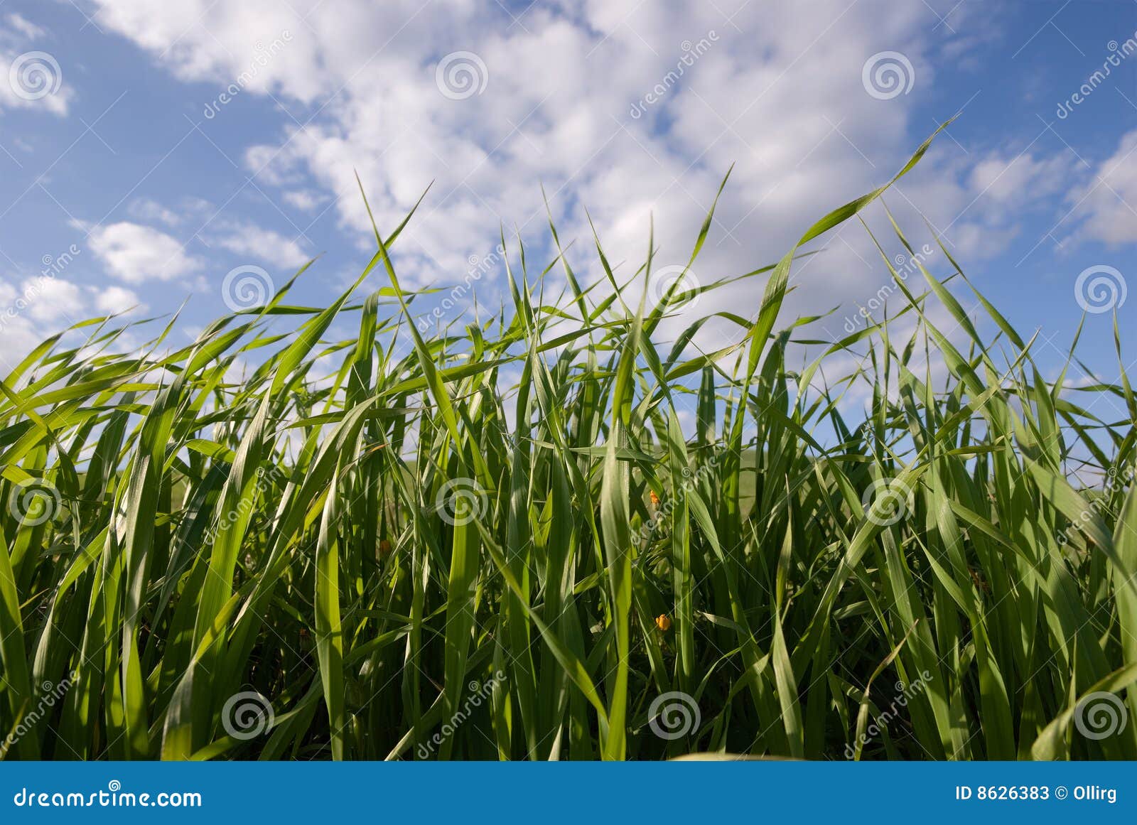 Close View of Blades Grasses Stock Image Image of cultivated, close 8626383