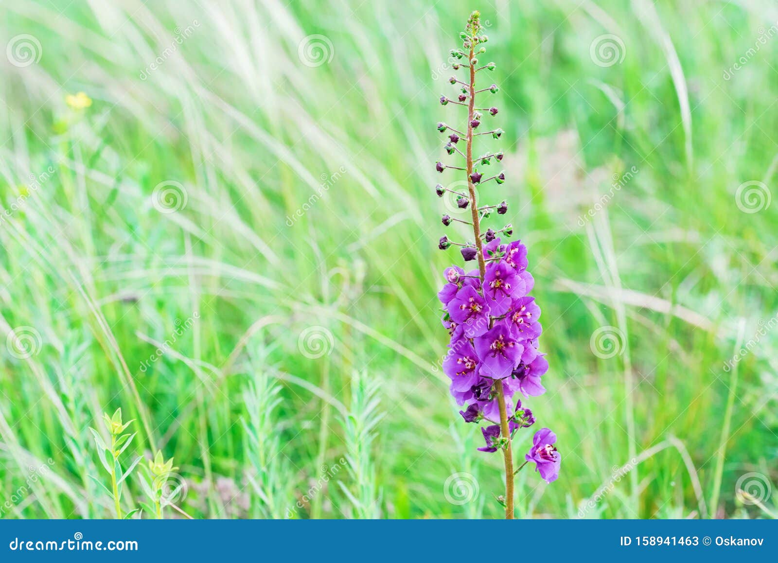 close up beautiful flowering verbascum phoeniceum in field