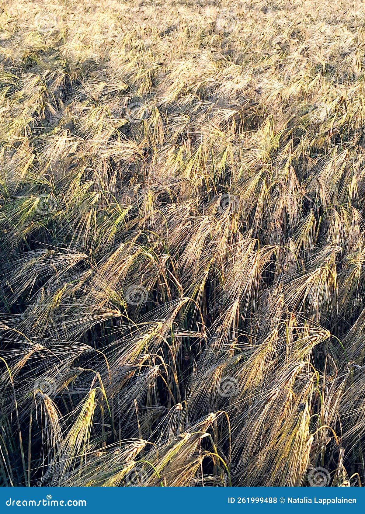 close view of cereal, corn rye wheat steams on the agriculural field lighted with delicate evening sunlight
