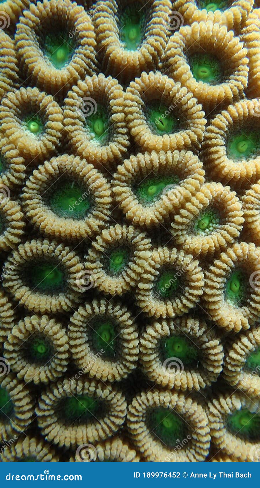 close view of coral polyps of scleractinian hard coral, wall corallites separated