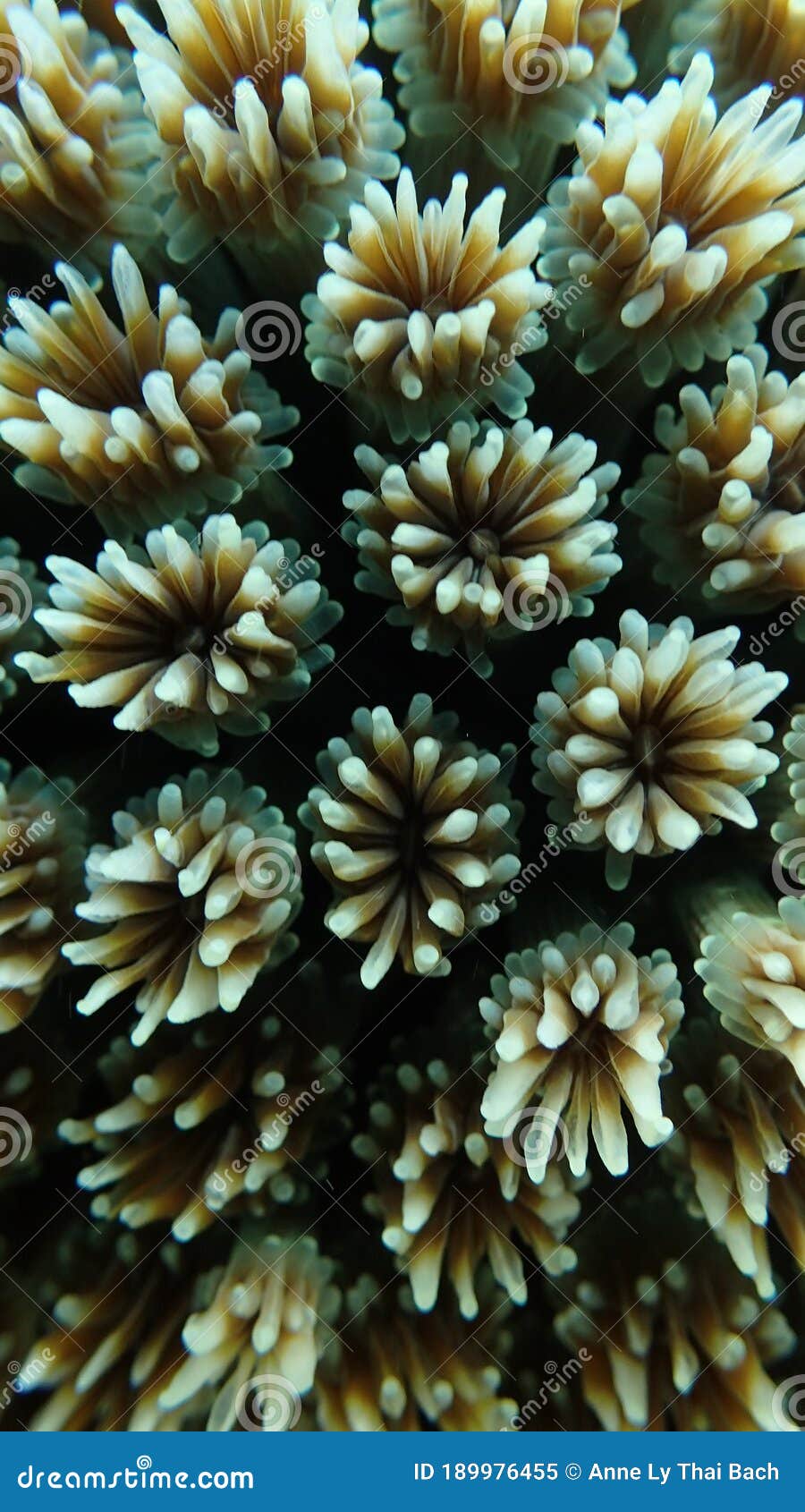 galaxea close view of coral polyps of scleractinian hard coral, wall corallites separated