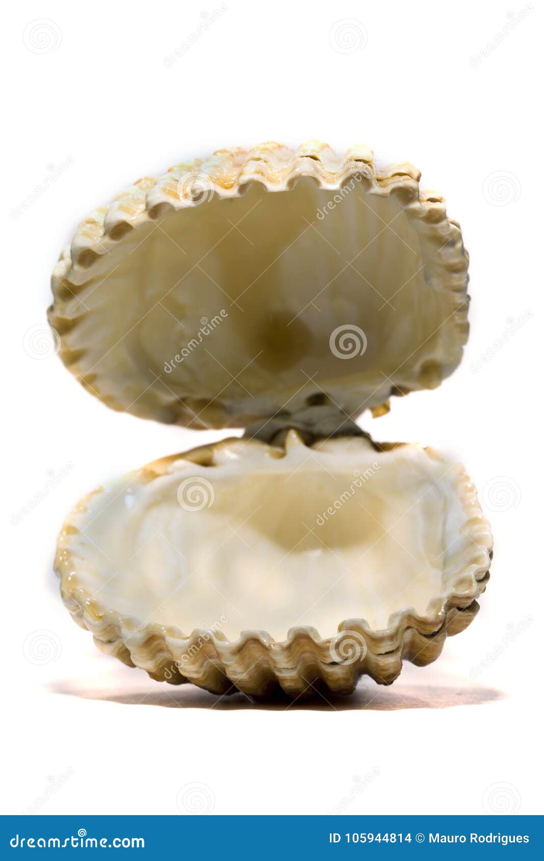 33+ Thousand Cockle Shell Royalty-Free Images, Stock Photos