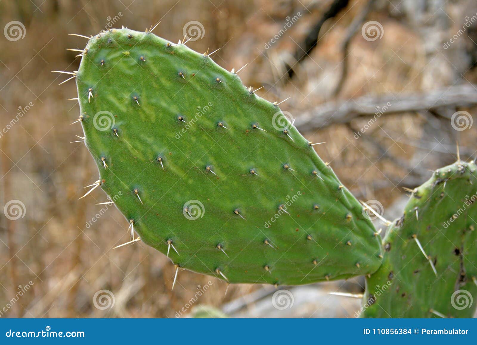 VIEW of LARGE CACTUS LEAF stock photo. Image of background - 110856384