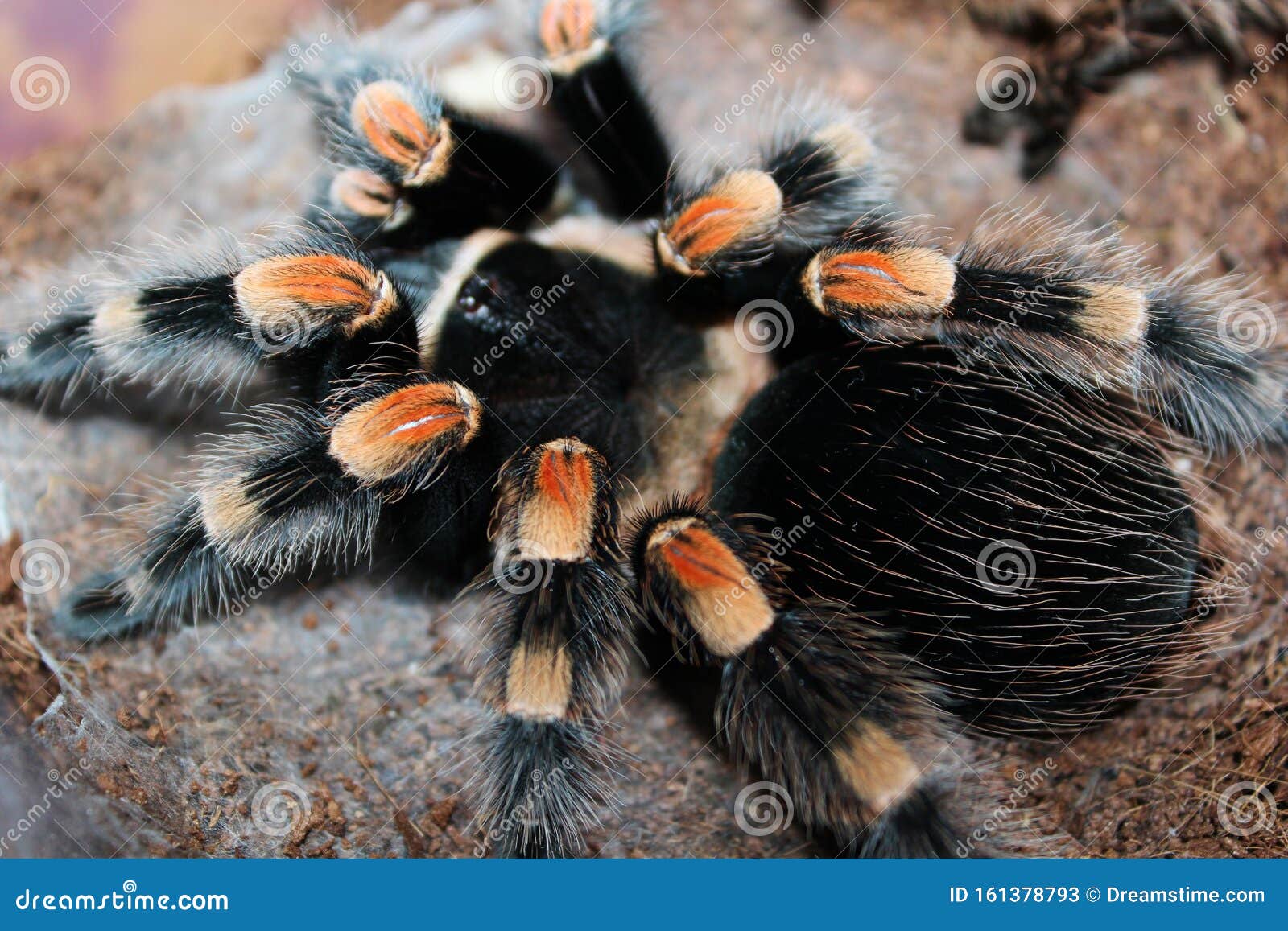 Close View of Mexican Red Knee Tarantula Spider Brahipelma Smitti on ...