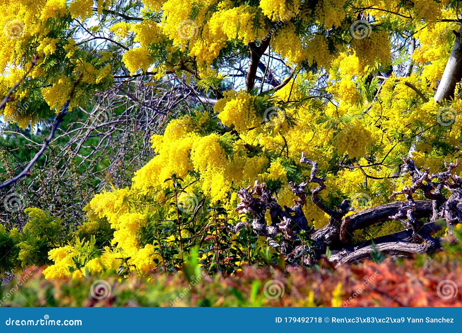 Close View of a Mimosa Tree in Bloom Stock Photo Image of bright