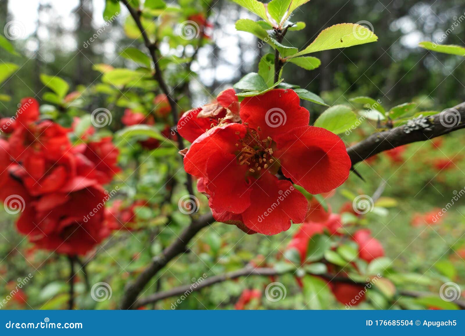 Close View of Red Flower of Japanese Quince Stock Photo - Image of ...