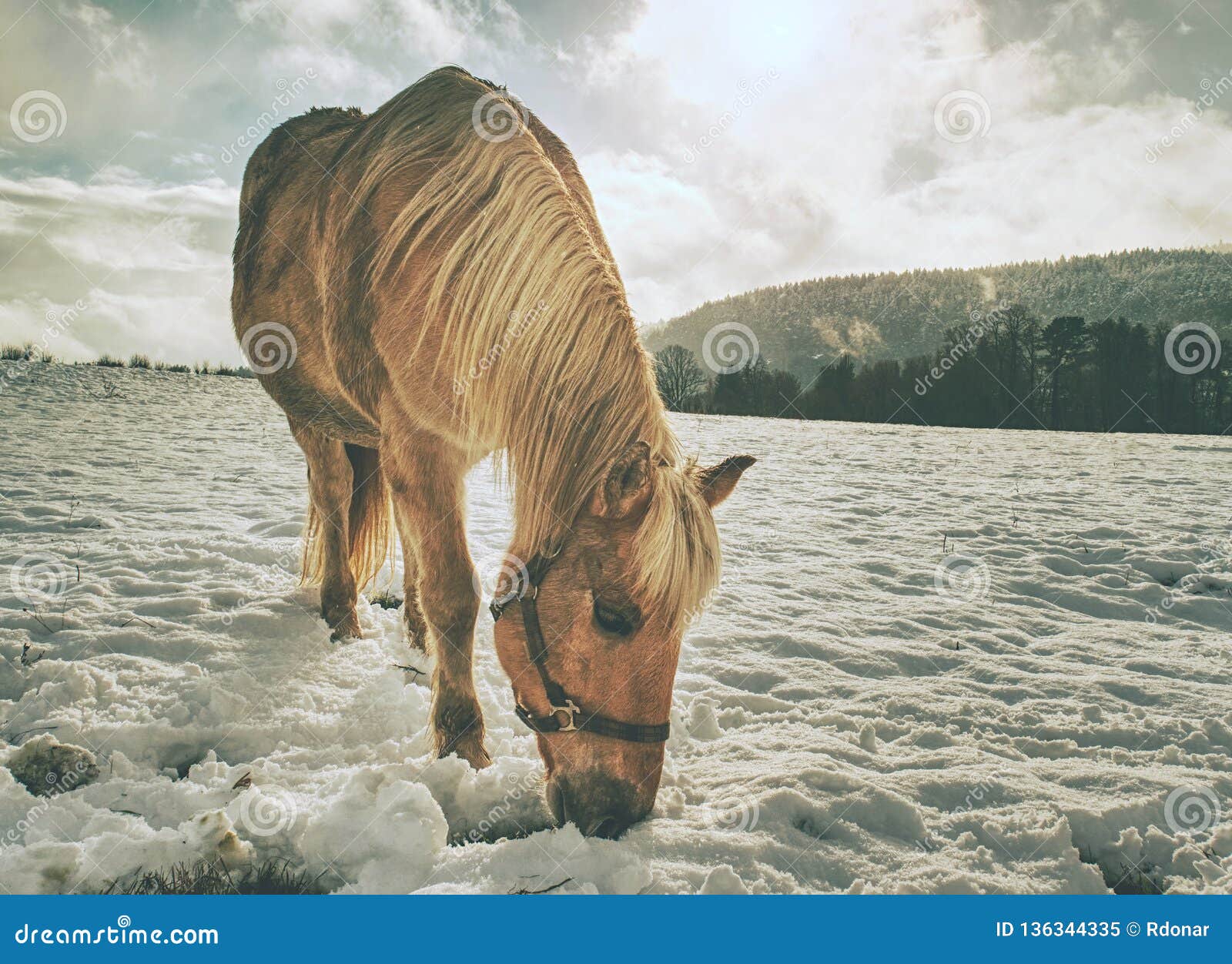 close view to withe horse feding in snow