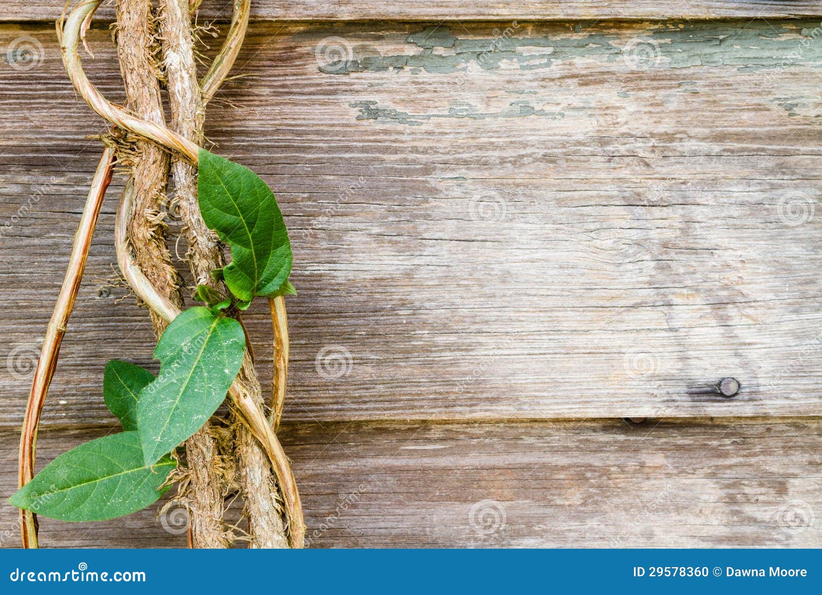 Close View of a Vine Against Rustic Wood Boards. Stock Photo Image of
