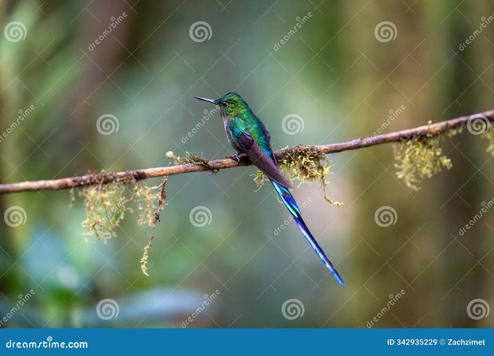 close view of a violet-tailed sylph hummingbird perched in a thin mossy branch. it is looking to the right with wings pulled back