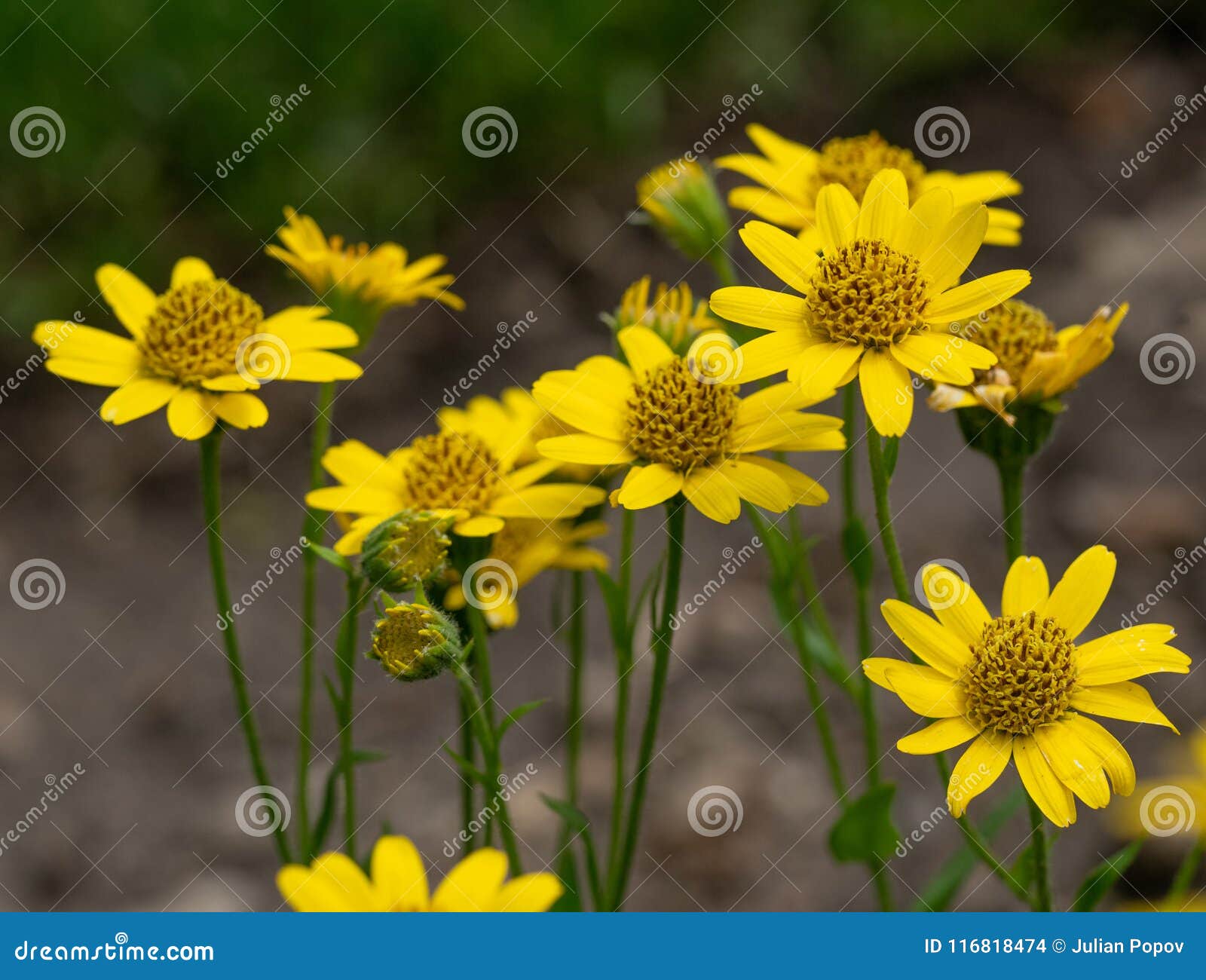 close view of yellow arnicaarnica montana herb blossoms** note