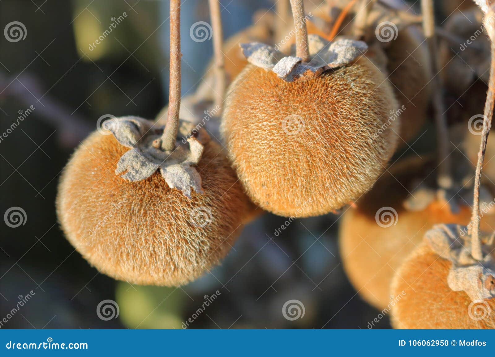 Fruit sycamore tree
