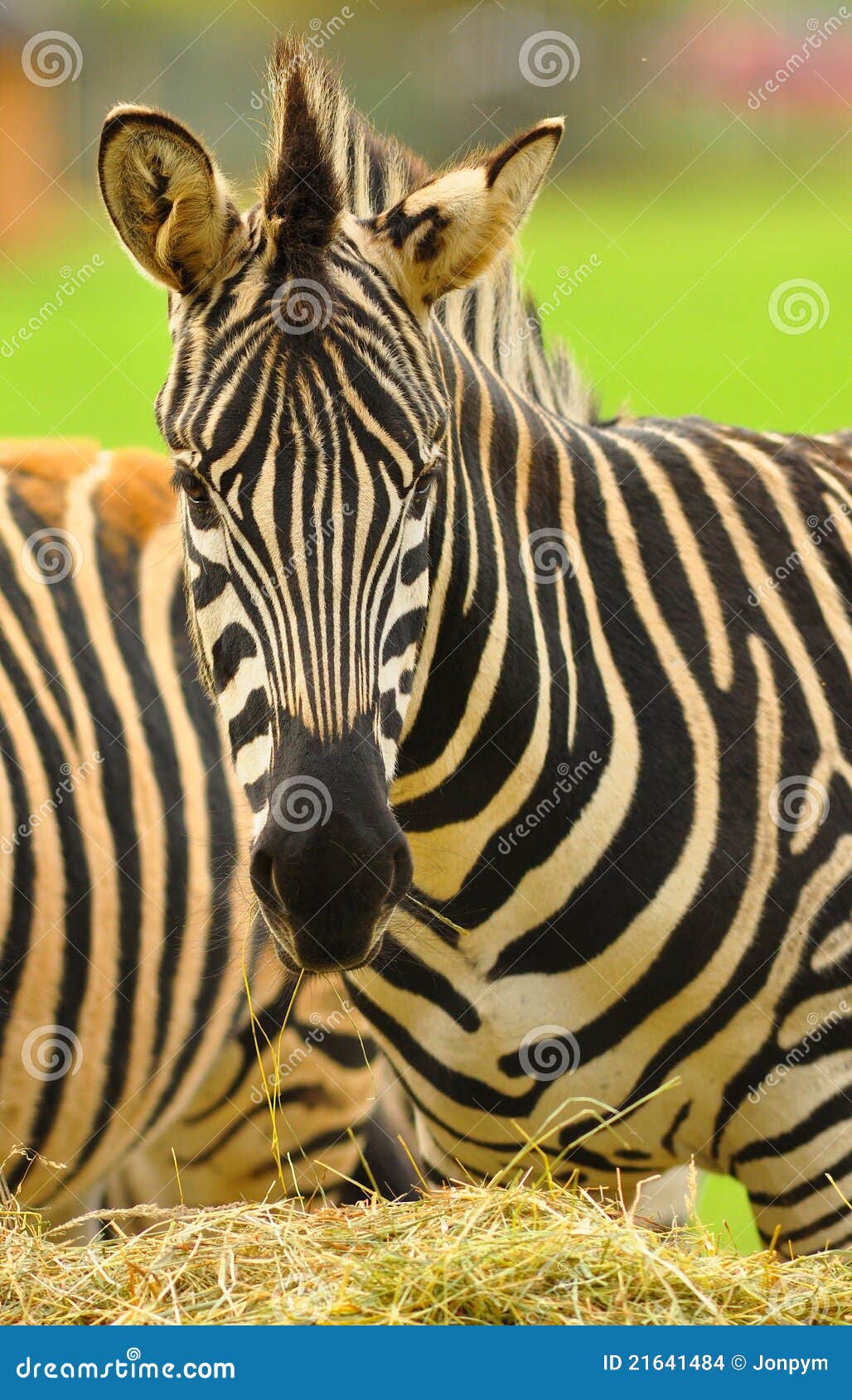 Close Up Of A Zebra Crossing And Roundabout Road Signs RoyaltyFree