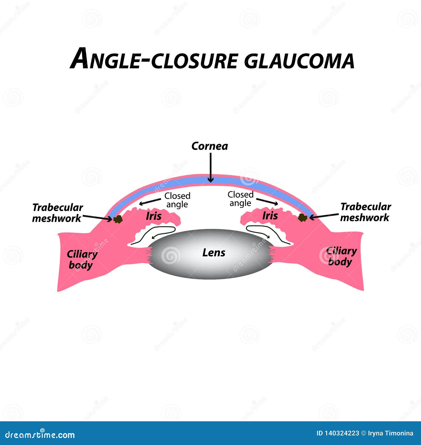 The Anatomical Structure Of The Lymph Node Infographics Vector