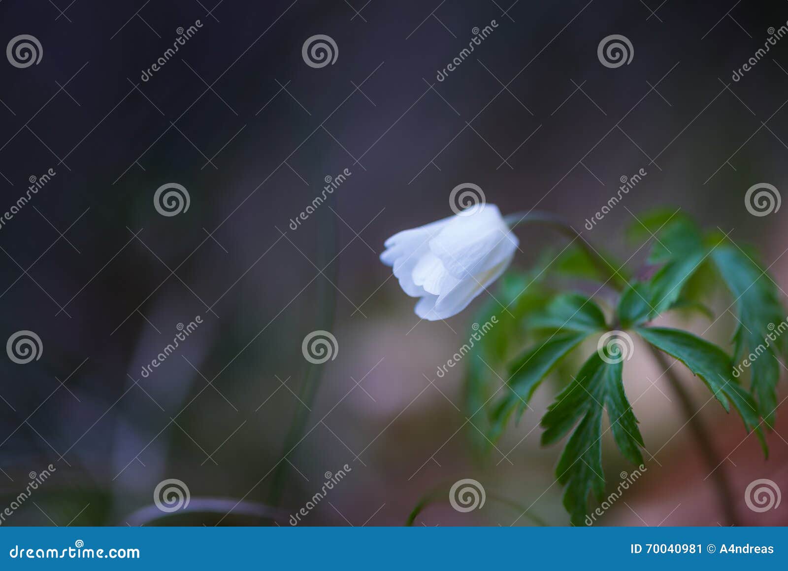 Closed Blossom of Anemone Flower Stock Image Image of meadow, lawn 70040981