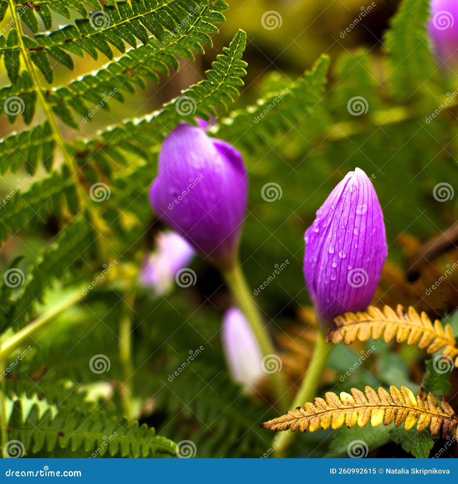 A Closed Crocus Bud of Purple Color Stock Image Image of color