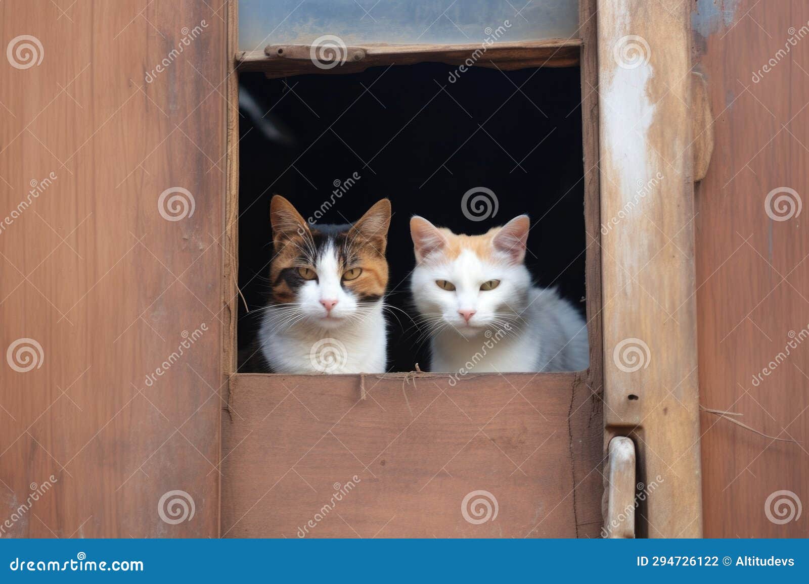 A Closed Door between Two Cats Stock Photo Image of barrier, cats 294726122
