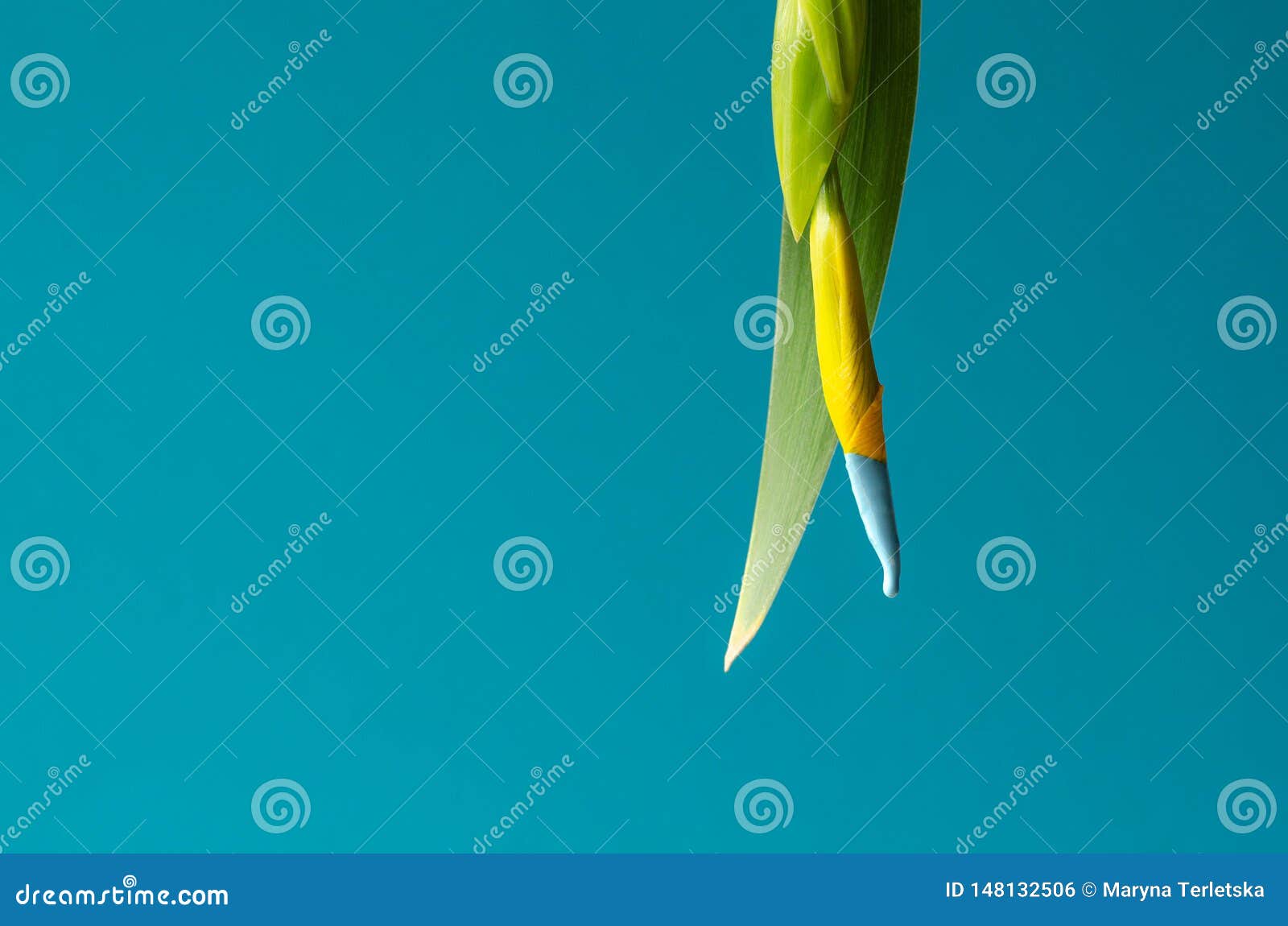 Closed Flower of Yellow Iris on a Turquoise Background Stock Photo ...