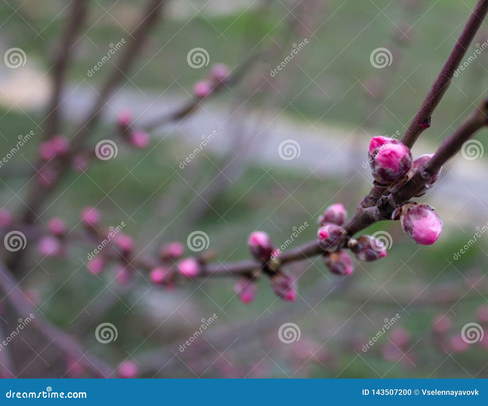 Closed Pink Buds on a Tree on a Cloudy Day Stock Photo - Image of ...