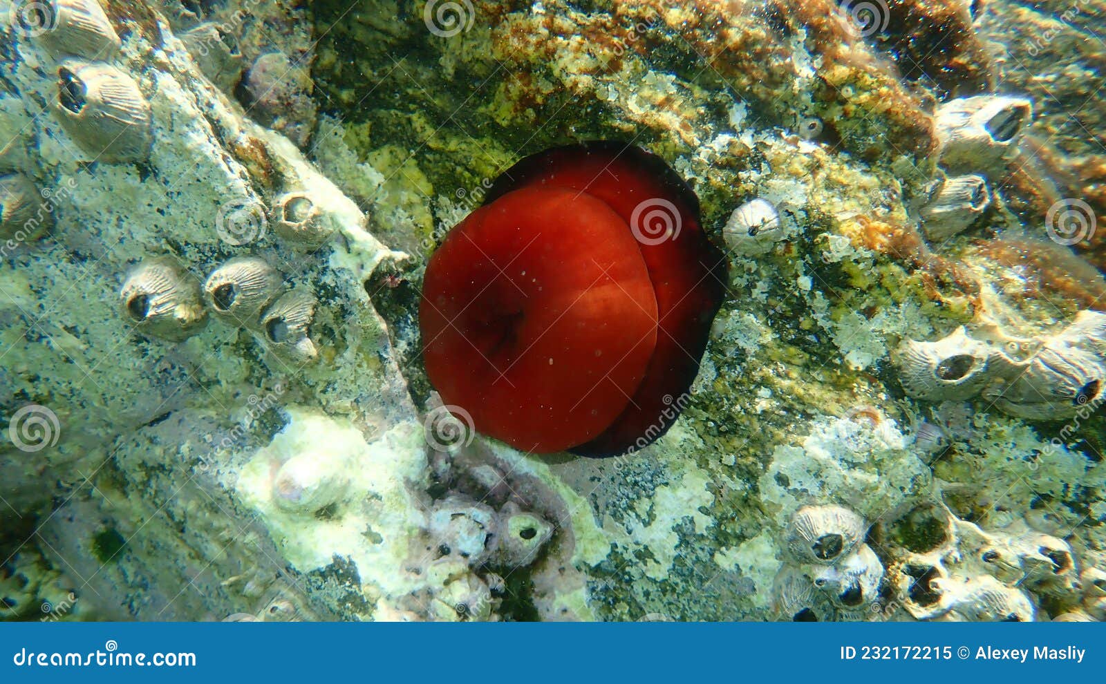 Closed Plum Anemone, Beadlet Anemone Red Anemone, Actinia Equina, Undersea Stock Image - Image of beadlet, diving: 232172215