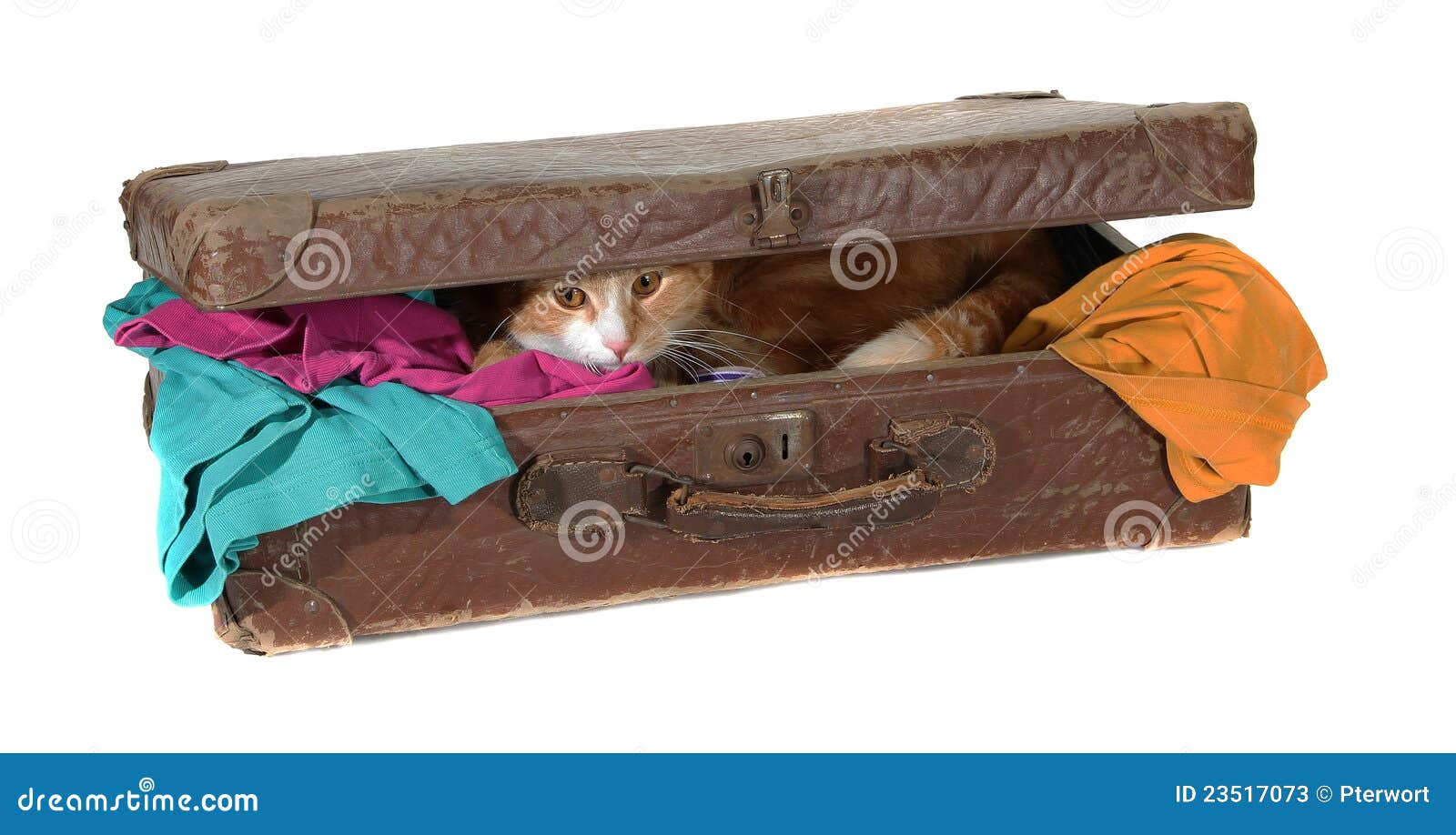 closed suitcase with clothes and cute tomcat