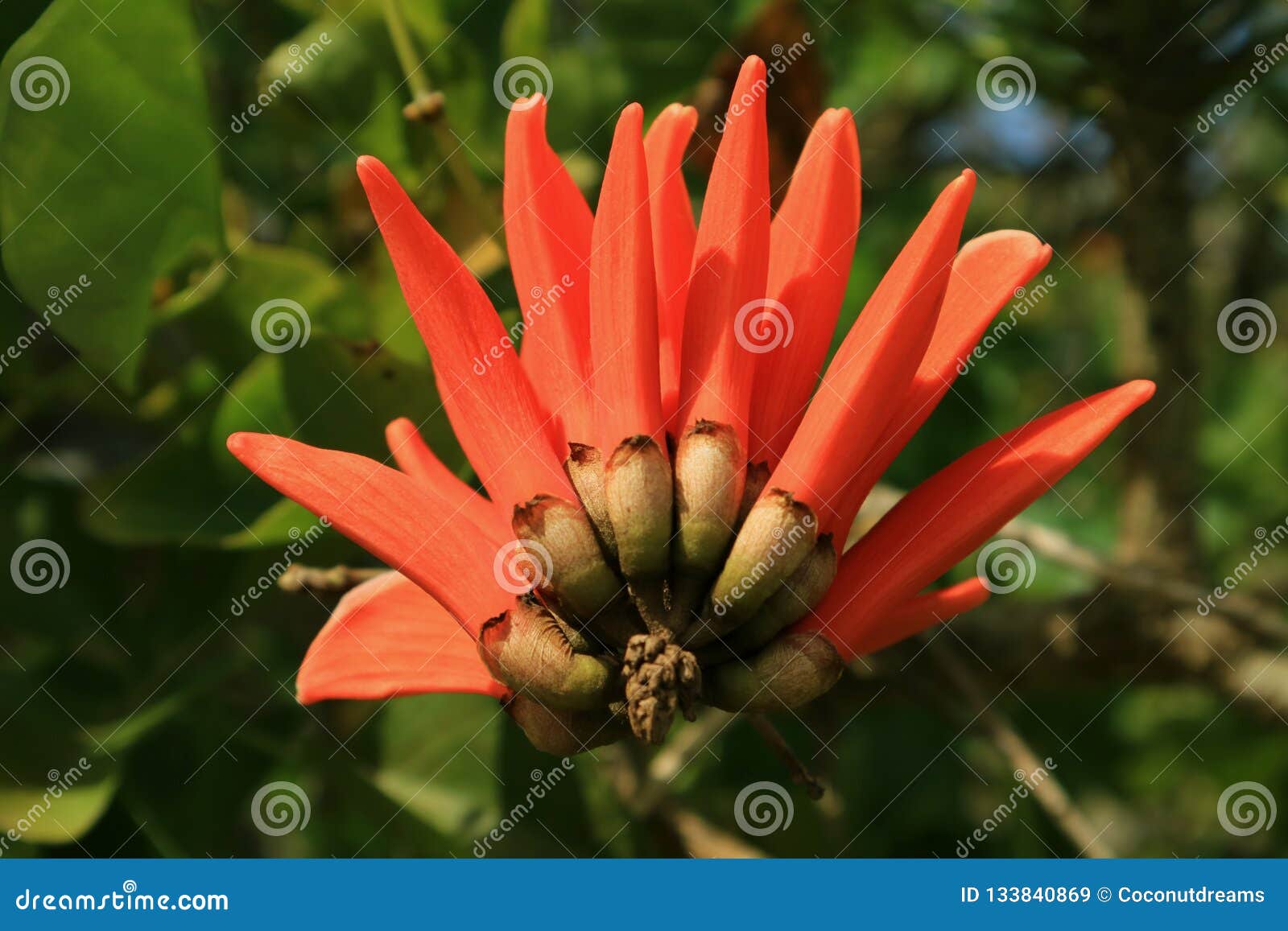 closed up a beautiful vivid orange color coral tree blooming flower, easter island, chile, south america