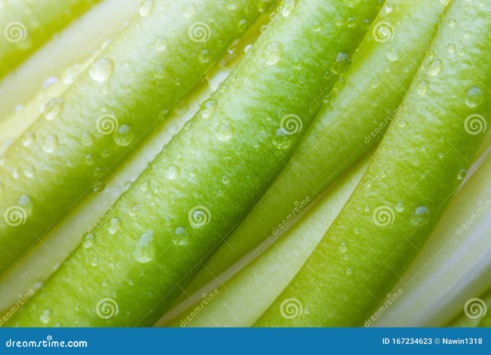Closedup of Dragon Fruit Flower with Dew Drop Stock Image Image of fruit, hylocereus 167234623