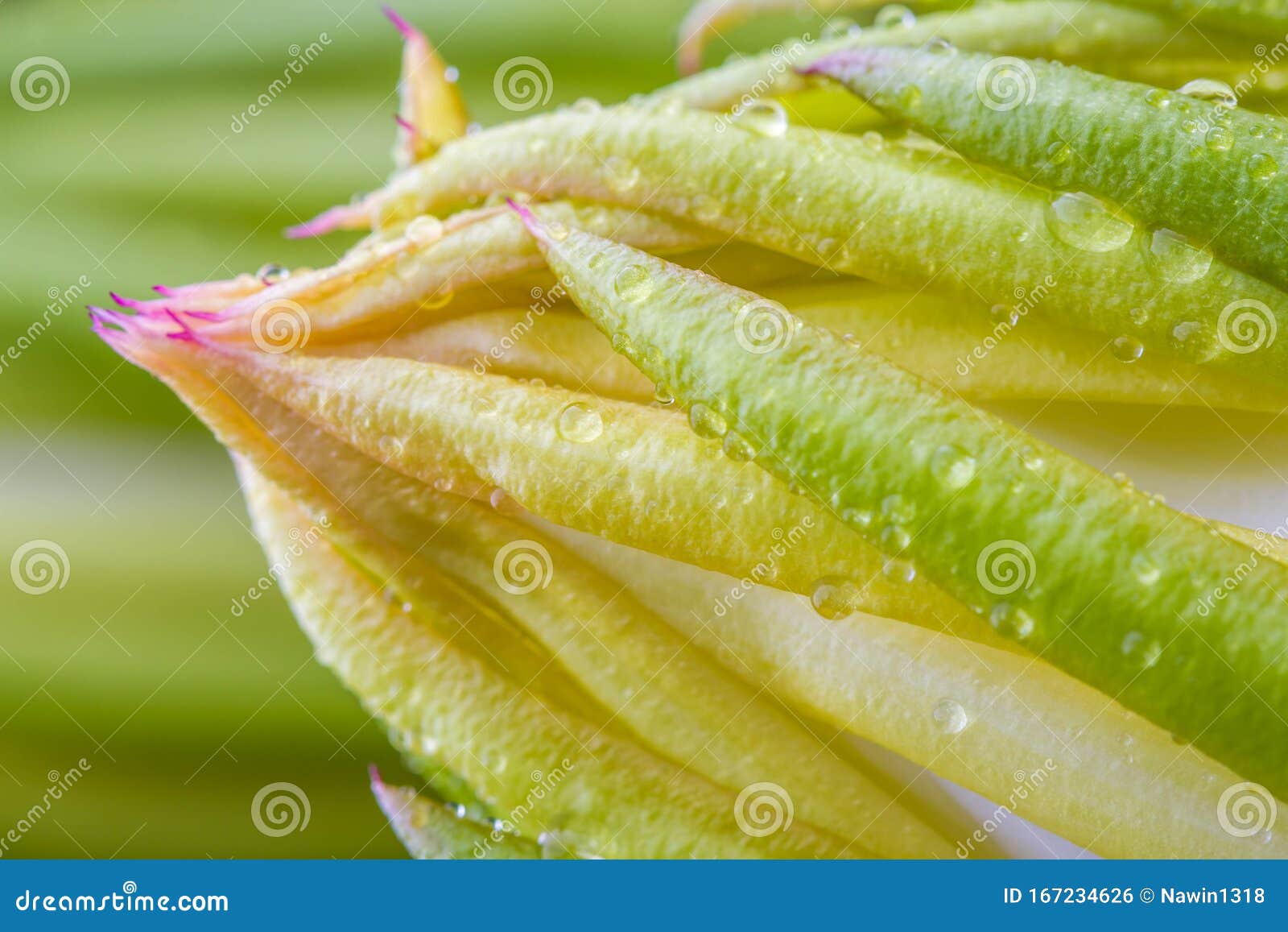 Closedup of Dragon Fruit Flower with Dew Drop Stock Photo Image of life, fruit 167234626