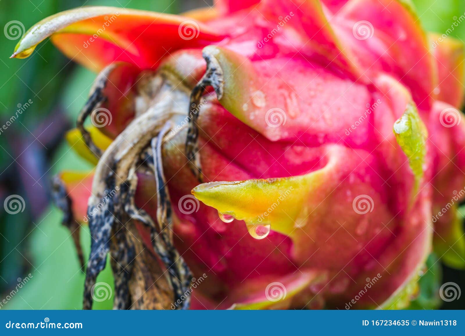 Closedup of Dragon Fruit Flower with Dew Drop Stock Image Image of undatus, green 167234635