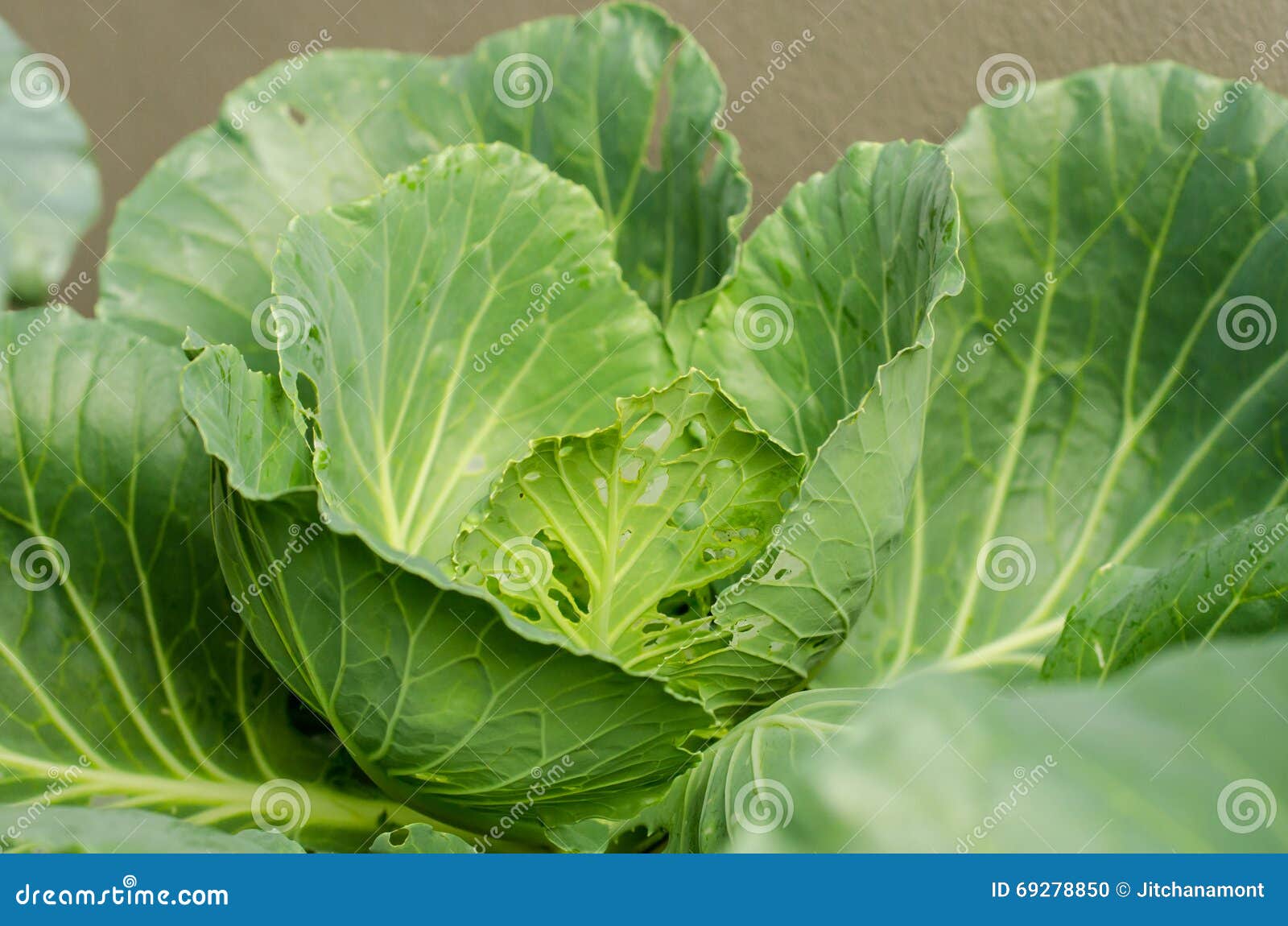 Closed Up Fresh Cabbage, Eaten by Worms in Morning Sunlight Stock Photo