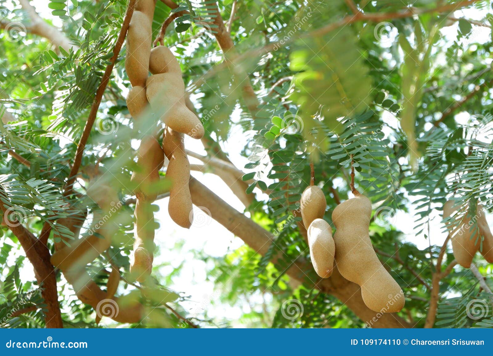 Closed Up Fresh Tamarind Fruit Tree Stock Photo Image Of Fruit Healthy