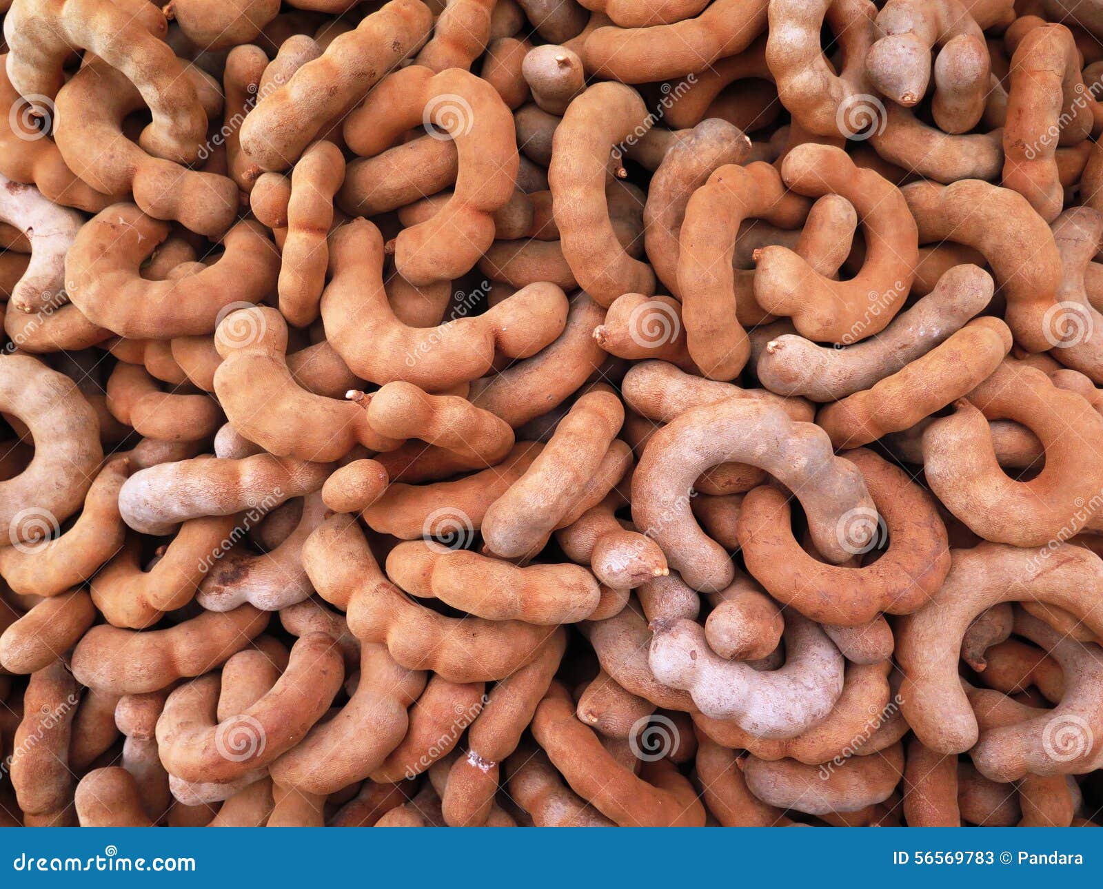 Closed Up the Group of Tamarind, Spicy Fruit Stock Image Image of