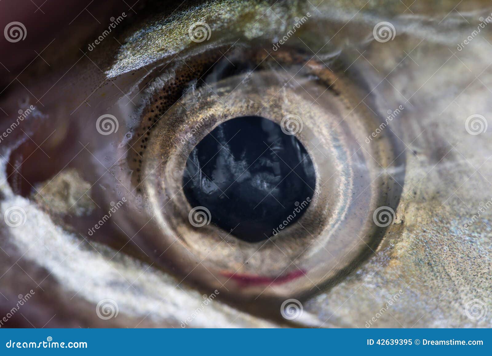 Closed up Mackerel eyes stock image. Image of diet, closed 42639395