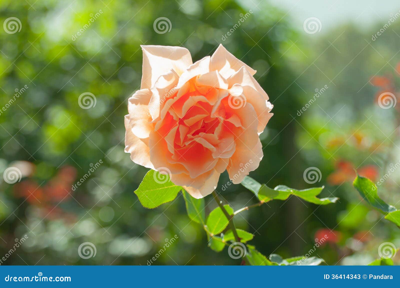 Closed Up an Orange Rose in a Garden Stock Image Image of beutiful, joey 36414343