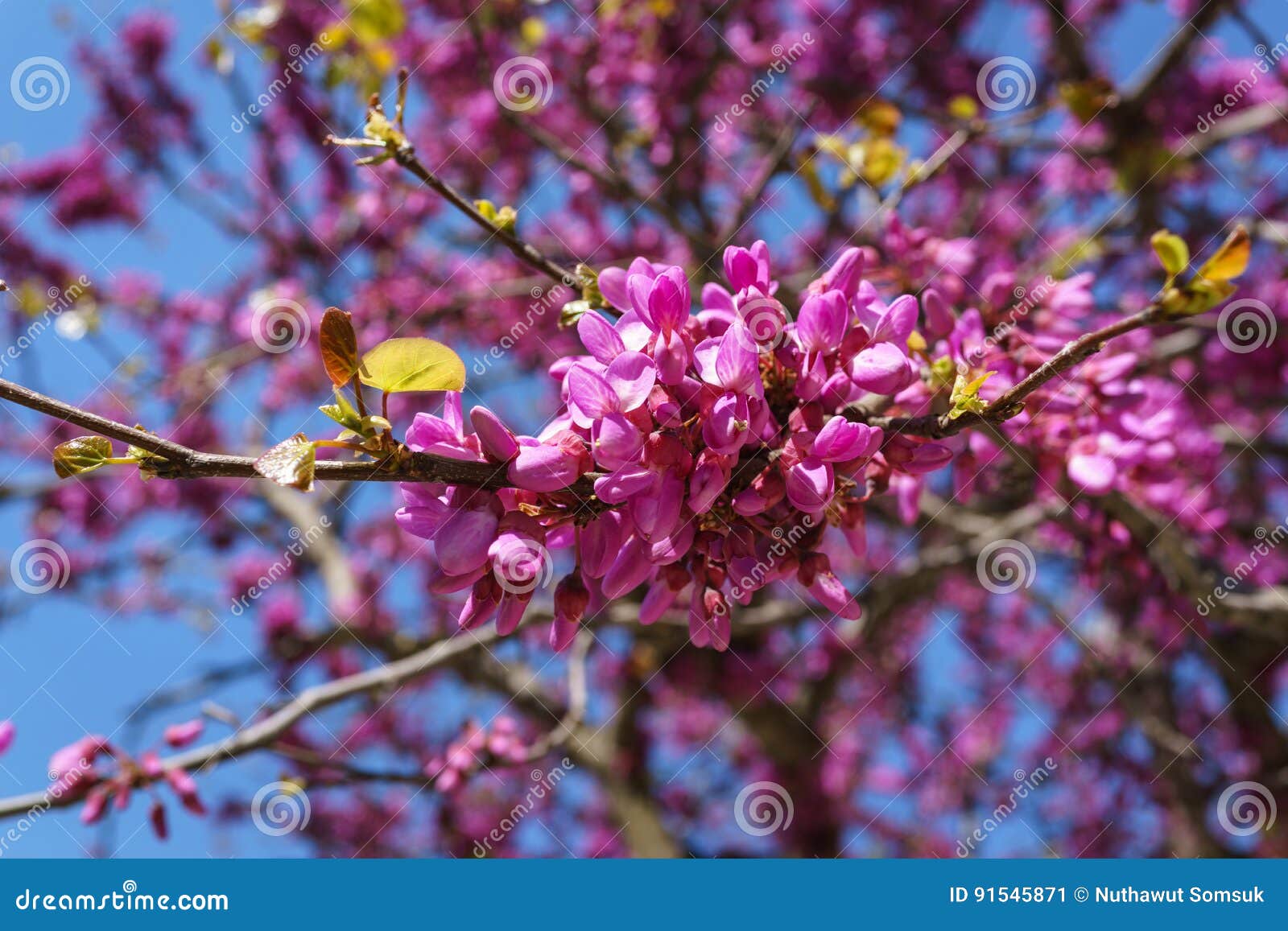 closed up of pink judas, judasbaum cercis siliquastrum flowers